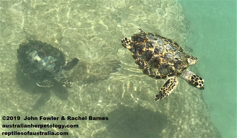 Hawksbill Turtle Eretmochelys imbricata bissa